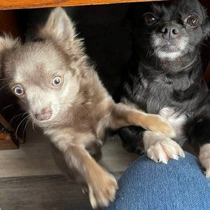 Meet your Posher, Lynne